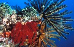 Farbenprächtiger Korallenbewuchs am Great Barrier Reef. Foto: Great Barrier Reef Marine Park Authority