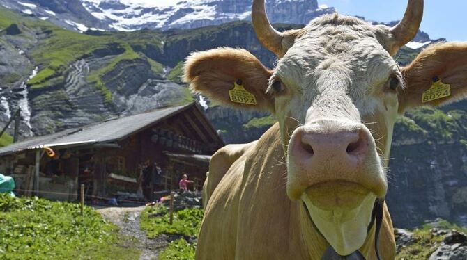 Auch tierische Begegnungen gehören zu den Erlebnissen in der Schweizer Bergwelt.  Foto: pr