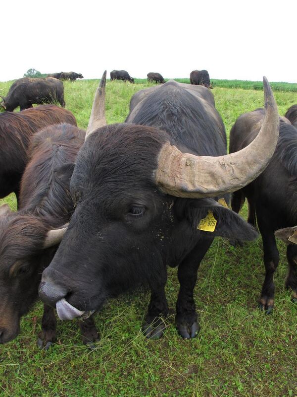 Jubiläumstour Juni 2013