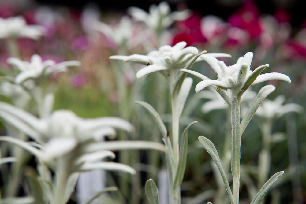 Rosenmarkt in Mössingen 2013