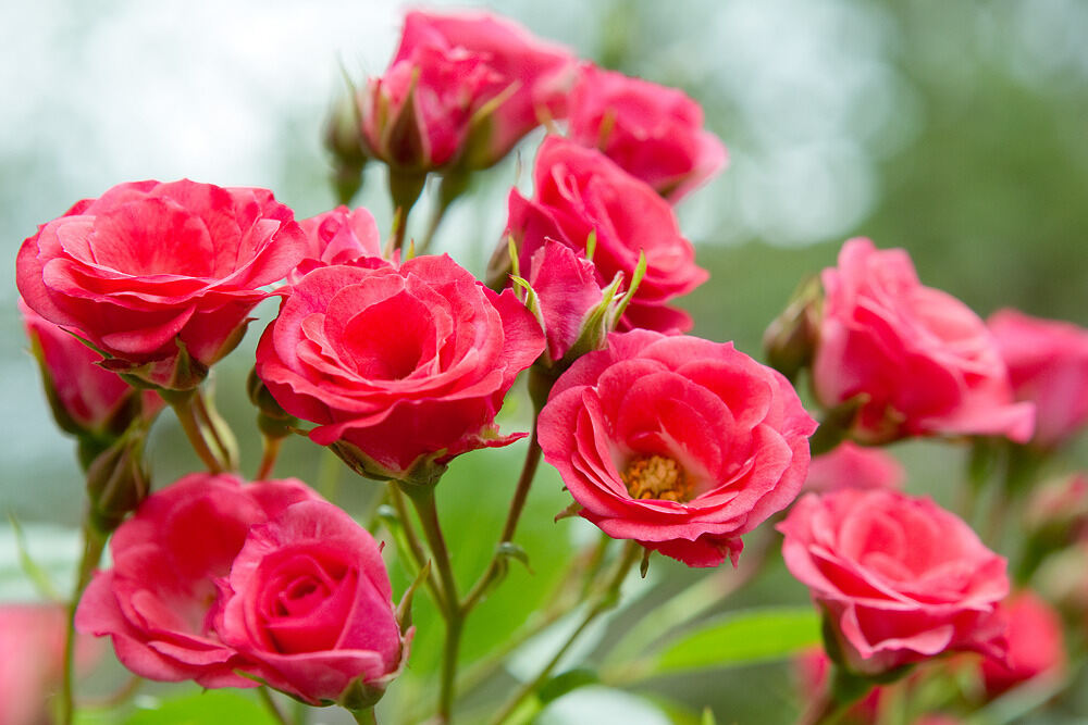 Rosenmarkt in Mössingen 2013