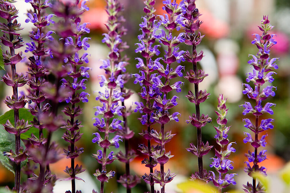 Rosenmarkt in Mössingen 2013