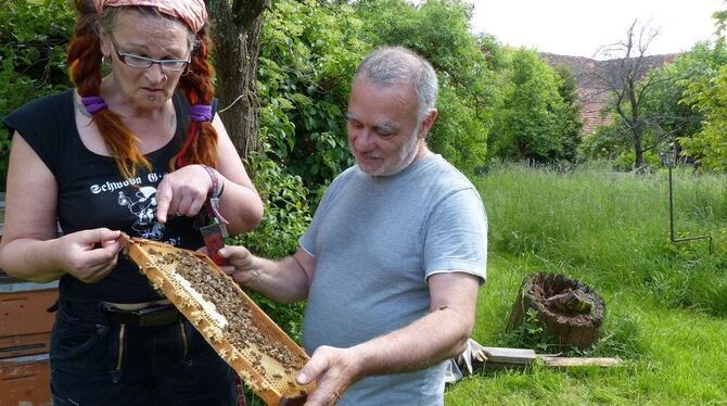 Nina Zorn und Michael Armingeon bei der Durchsicht einer Wabe. FOTO: RAPHAELA WEBER Nina Zorn und Michael Armingeon bei der Durchsicht einer Wabe. FOTO: RAPHAELA WEBER