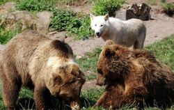 Braunbären werden im Tiergehege im Wildparadies Tripsdrill bei Cleebronn von einem Wolf beim Spielen beobachtet. Hier wurde j