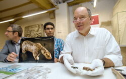 Tübinger Archäologen komplettieren 40000 Jahre alte Figur
