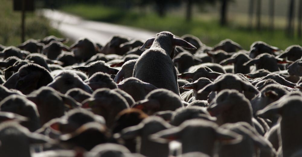 Schäferlauf Bad Urach 2013