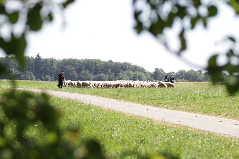 Schäferlauf Bad Urach 2013