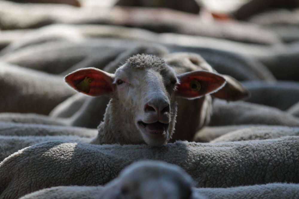 Schäferlauf Bad Urach 2013