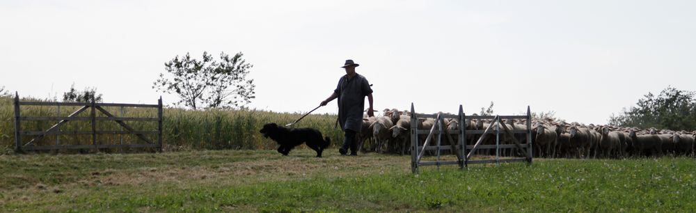 Schäferlauf Bad Urach 2013