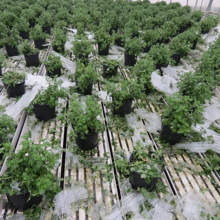 Hagelsturm verwüstet Reutlingen und die Region