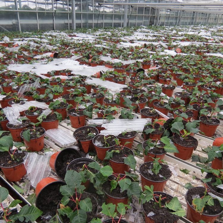 Hagelsturm verwüstet Reutlingen und die Region