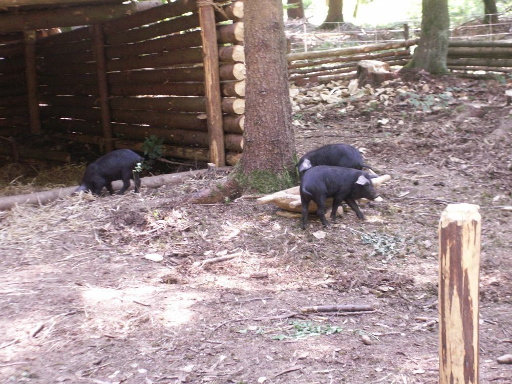 Campus Galli karolingische Klosterstadt Messkirch