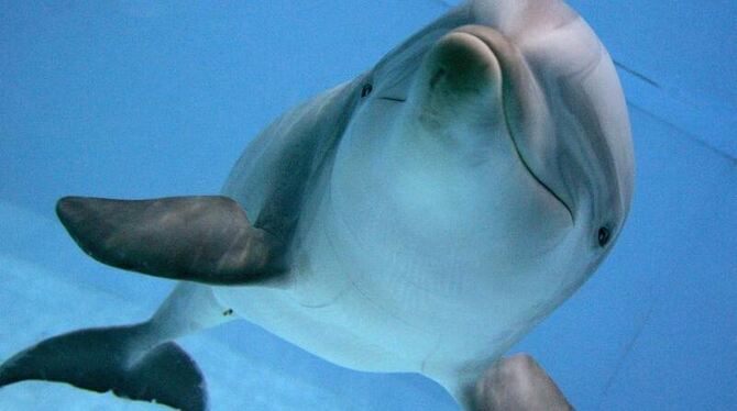 Ein Delfin erkennt alte Bekannte noch nach Jahrzehnten wieder. Foto: Daniel Karmann / Archiv