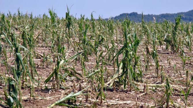 Die Maisernte fällt vielerorts aus. Die Pflanzen wurden von den Hagelkörnern zerfetzt. FOTO: JÜRGEN MEYER Die Maisernte fällt vielerorts aus. Die Pflanzen wurden von den Hagelkörnern zerfetzt. FOTO: JÜRGEN MEYER