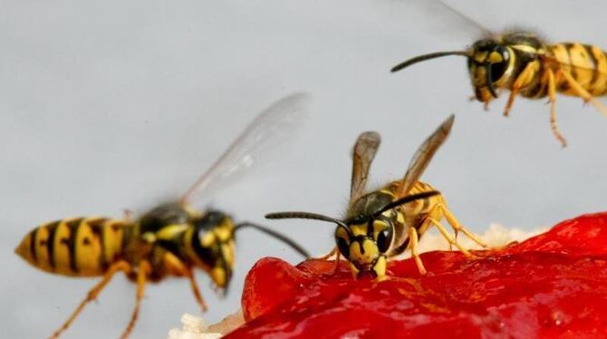 Wespen sitzen auf einem Brötchen mit Marmelade. Foto: Andreas Lander/Archiv