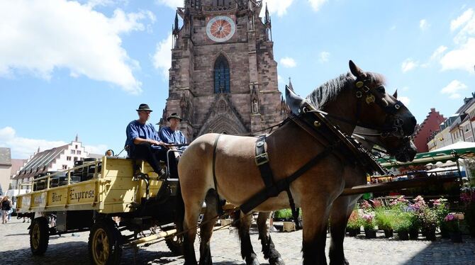 Mit einer Pferdekutsche liefern zwei Braumeister der Brauerei Ganter in Freiburg Bierfässer aus. FOTO: DPA