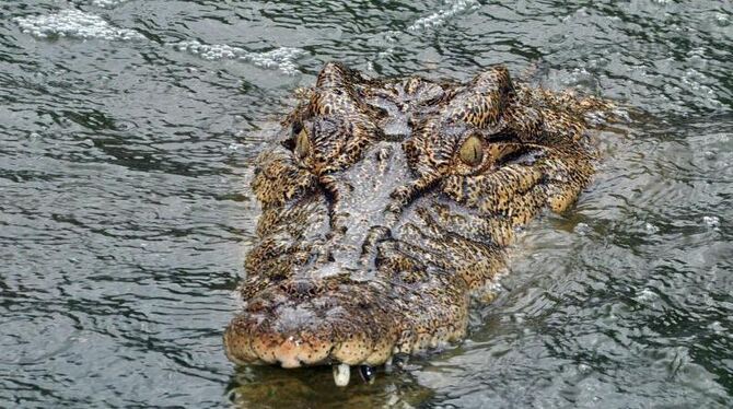Krokodil in Australien. Mittlerweile wurde die Leiche des jungen Mannes geborgen. Foto: Townsville Bulletin/Illustration
