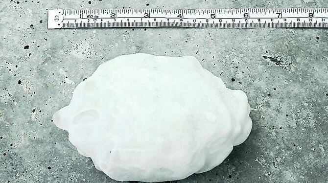 Gefunden in einer Kühltruhe in Undingen: Mit 14,1 Zentimetern Durchmesser – der beim Hagel immer an der dicksten Stelle gemessen Gefunden in einer Kühltruhe in Undingen: Mit 14,1 Zentimetern Durchmesser – der beim Hagel immer an der dicksten Stelle gemessen