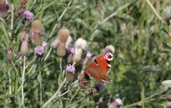 Das Tagpfauenauge und der Schwalbenschwanz gehören zu den auffälligsten heimischen Schmetterlingsarten.  FOTO: HUMMEL