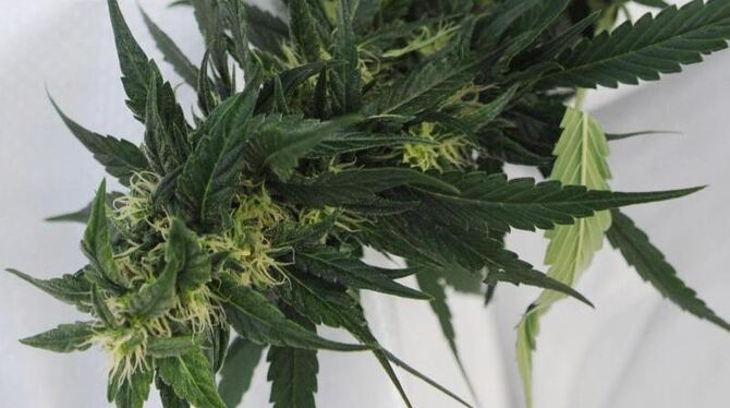 Cannabispflanze: In den US-Bundesstaaten Colorado und Washington wird Marihuana zum legalen Genussmittel. Foto: Angelika Warm