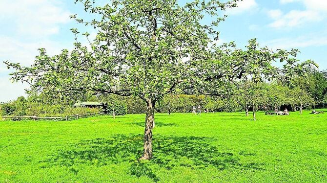 Hingucker: Apfelblüte in der Reutlinger Pomologie.  FOTOS: NIETHAMMER