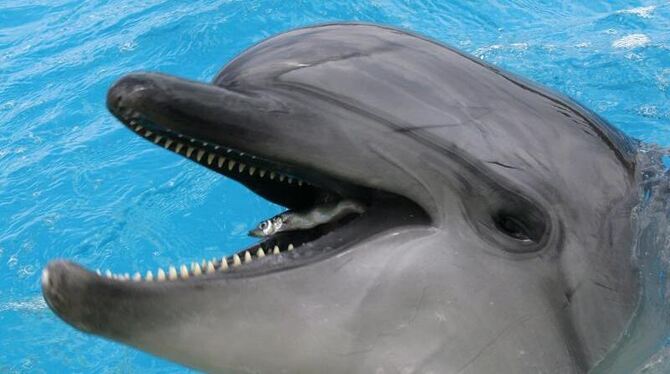 Vor der US-Ostküste sterben in diesen Wochen Hunderte von Delfinen - und niemand weiß warum. Foto: Orestis Panagiotou/Illustr