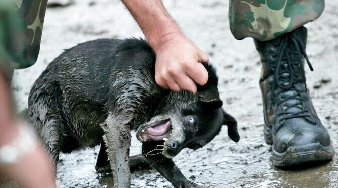 Tierfänger greifen in Kronstadt in Rumänien einen freilaufenden Hund auf. Foto: ETN