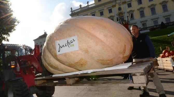 Der schwerste je gewogene Kürbis ist dieser Tage in Ludwigsburg zu bestaunen. Foto: Franziska Kraufmann Der schwerste je gewogene Kürbis ist dieser Tage in Ludwigsburg zu bestaunen. Foto: Franziska Kraufmann