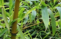 Bambus gehört zu den Exoten in den Gärten der Region. Durch seine geraden Halme und Blätter entfaltet er einen speziellen Charme