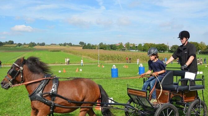 Zum Wiehern schön fanden viele Pferde vor den Kutschen das, was von ihnen im Parcours in Walddorfhäslach gefordert wurde. FOTO: Zum Wiehern schön fanden viele Pferde vor den Kutschen das, was von ihnen im Parcours in Walddorfhäslach gefordert wurde. FOTO: