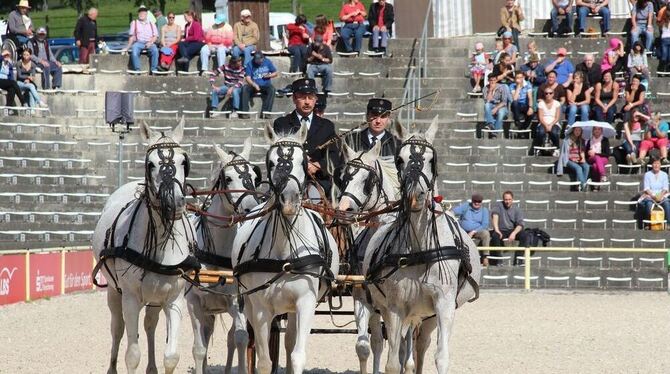 Marbachs Vollblutaraberstuten in ungarischer Anspannung. Zu fünft mit dem typischen Kopfschmuck.  GEA-FOTO: GEIGER