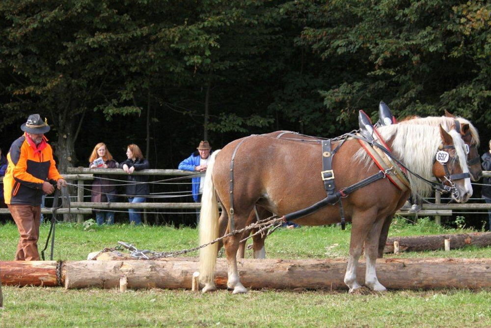 Fuhrmannstag Pliezhausen 2013