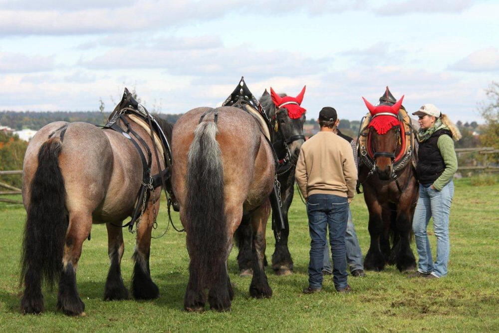 Fuhrmannstag Pliezhausen 2013