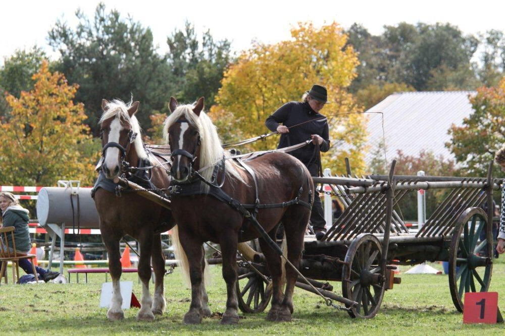 Fuhrmannstag Pliezhausen 2013