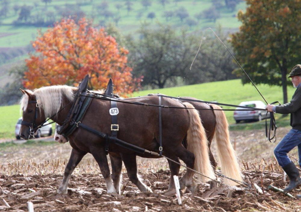 Fuhrmannstag Pliezhausen 2013