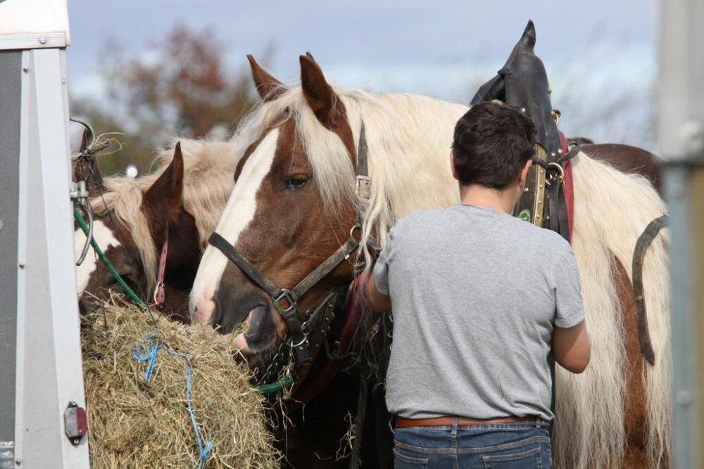Fuhrmannstag Pliezhausen 2013