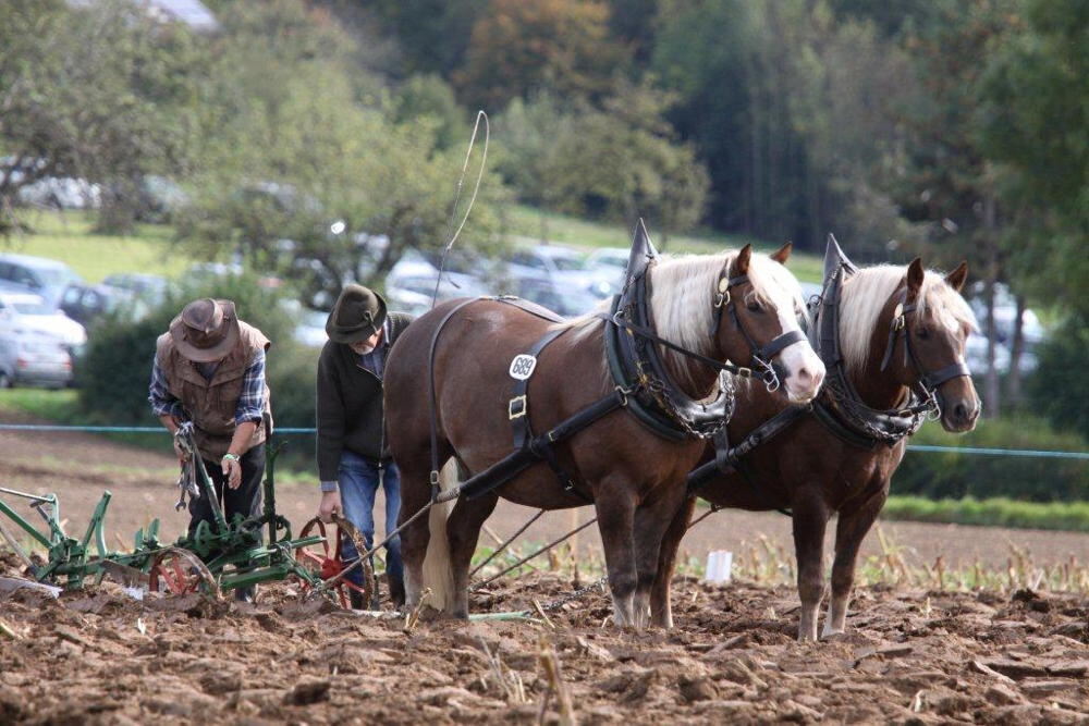 Fuhrmannstag Pliezhausen 2013