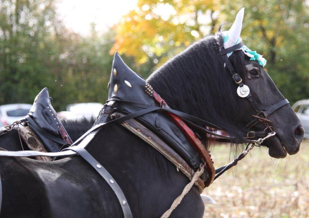Fuhrmannstag Pliezhausen 2013