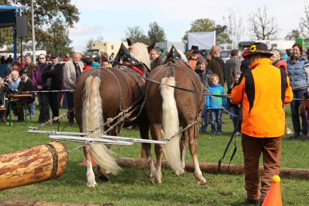 Fuhrmannstag Pliezhausen 2013