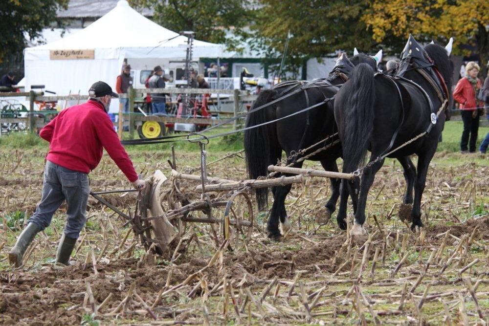 Fuhrmannstag Pliezhausen 2013