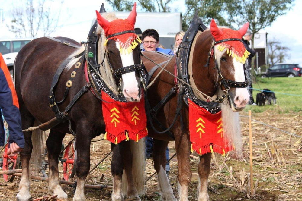 Fuhrmannstag Pliezhausen 2013