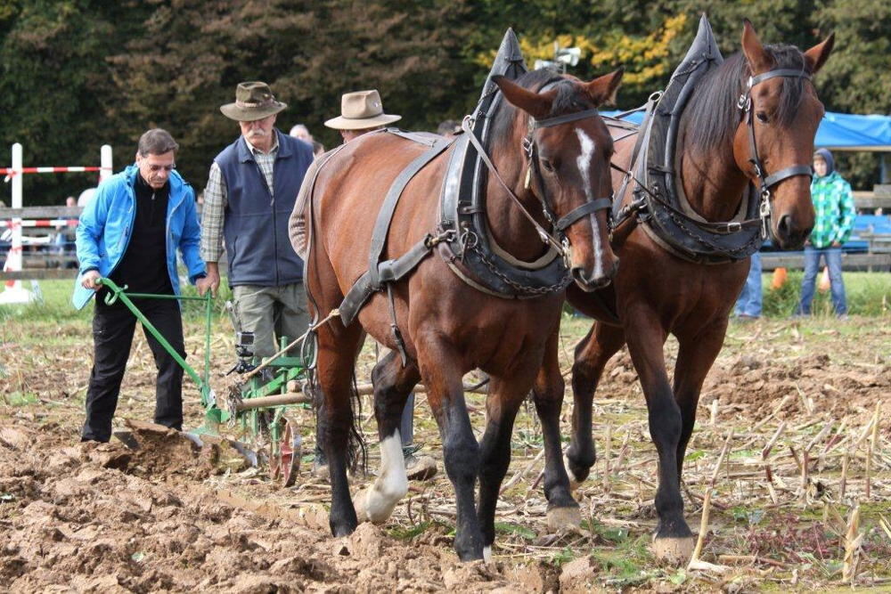 Fuhrmannstag Pliezhausen 2013