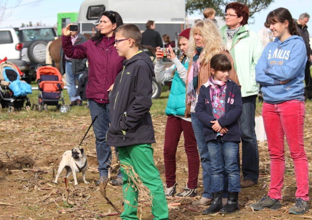 Fuhrmannstag Pliezhausen 2013