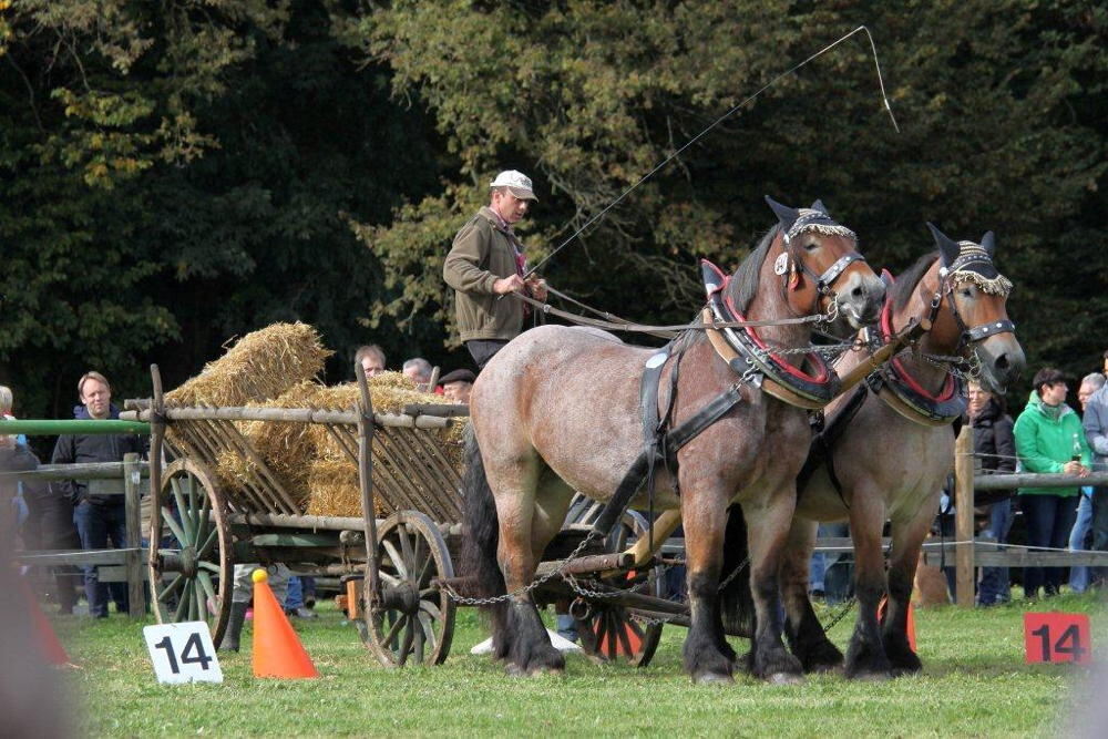 Fuhrmannstag Pliezhausen 2013
