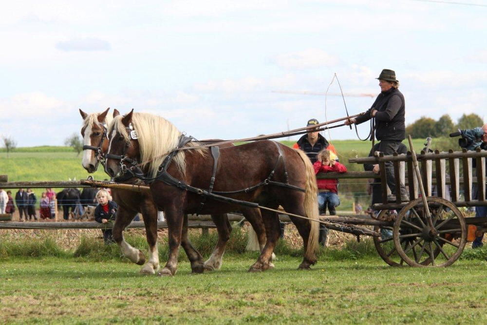 Fuhrmannstag Pliezhausen 2013