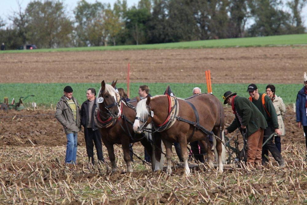 Fuhrmannstag Pliezhausen 2013 Fuhrmannstag Pliezhausen 2013