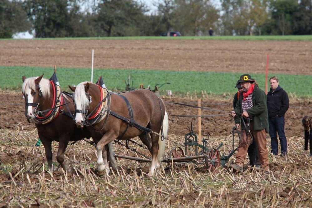 Fuhrmannstag Pliezhausen 2013 Fuhrmannstag Pliezhausen 2013