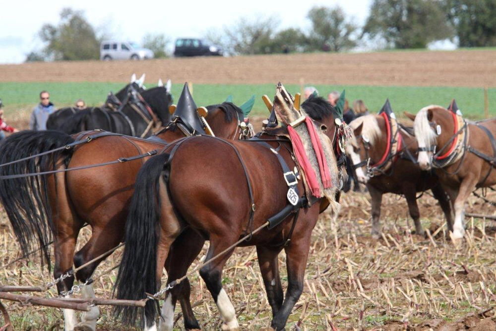 Fuhrmannstag Pliezhausen 2013