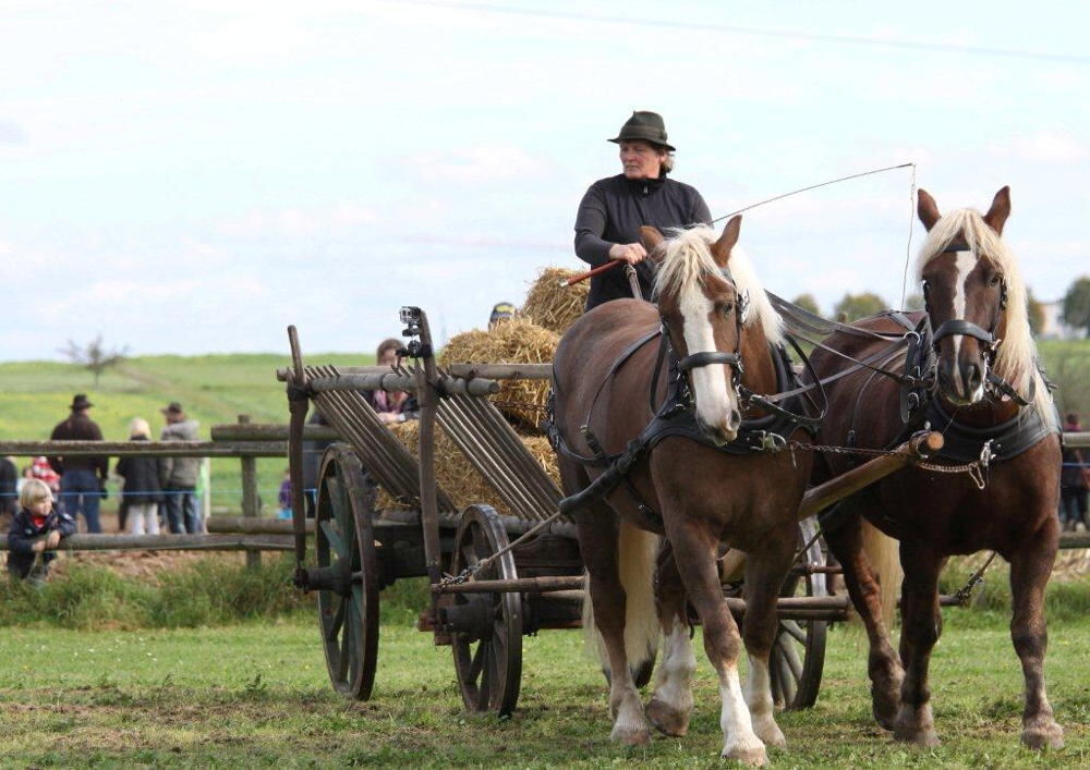 Fuhrmannstag Pliezhausen 2013