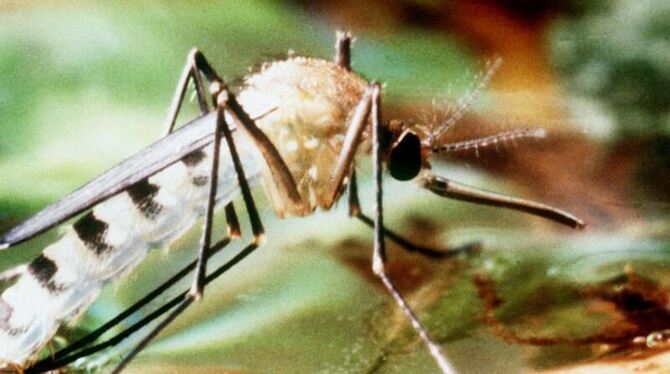 Die gefangenen Mücken enthielten keine tropischen Viren. Foto: Stephan Jansen